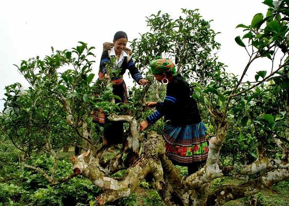 Trà Shan Tuyết là gì?